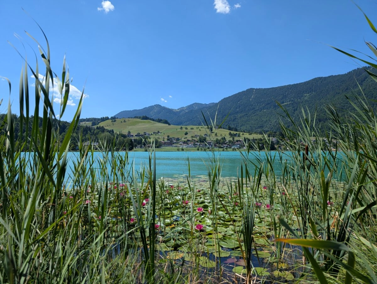 Seerosen am Thiersee im Sommer